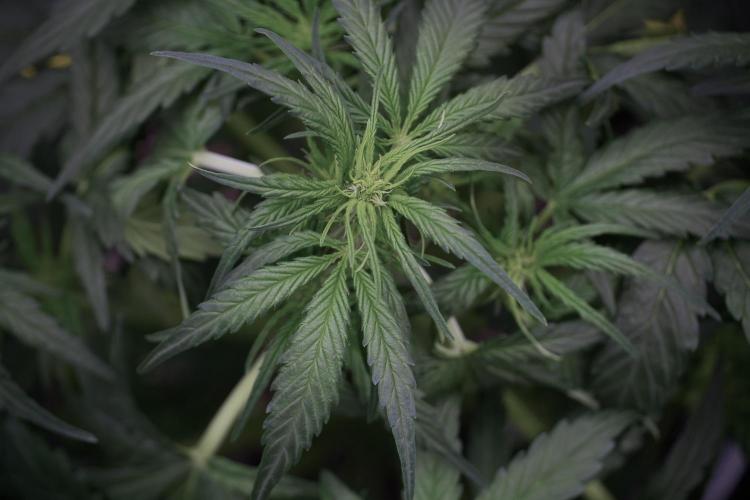 Amnesia Skunk The Zamnesia Way. Week 5 - Amnesia Skunk ready to flower 