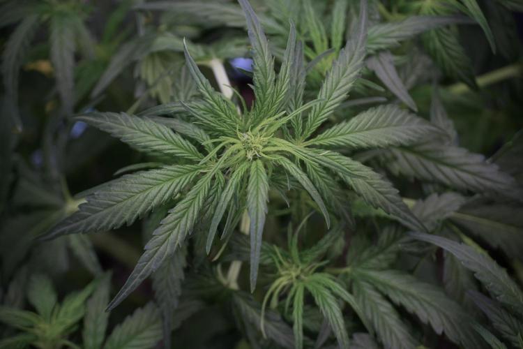 Amnesia Skunk The Zamnesia Way. Week 5 - Amnesia Skunk ready to flower 