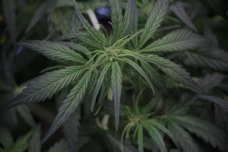 Amnesia Skunk The Zamnesia Way. Week 5 - Amnesia Skunk ready to flower 