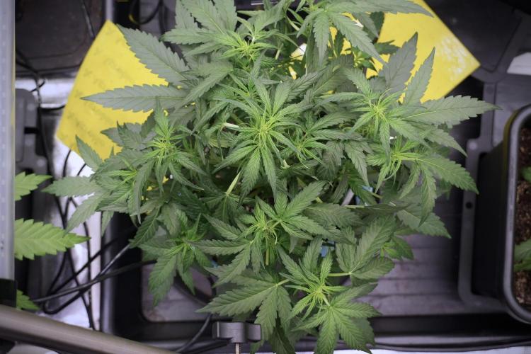 Amnesia Skunk The Zamnesia Way. Week 5 - Amnesia Skunk ready to flower 