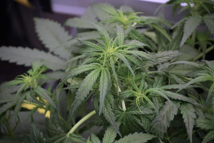 Amnesia Skunk The Zamnesia Way. Week 5 - Amnesia Skunk ready to flower 