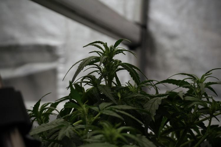 Amnesia Skunk The Zamnesia Way. Week 5 - Amnesia Skunk ready to flower 