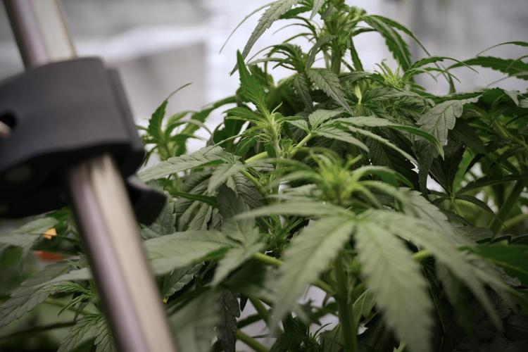 Amnesia Skunk The Zamnesia Way. Week 5 - Amnesia Skunk ready to flower 