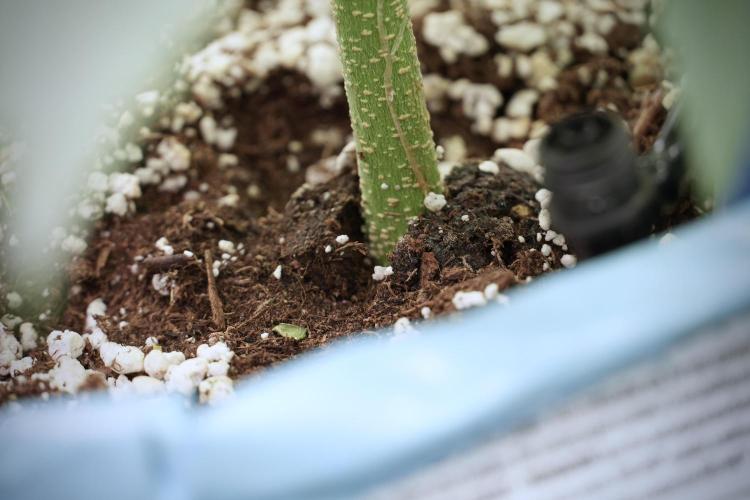 Amnesia Skunk The Zamnesia Way. Week 5 - Amnesia Skunk ready to flower 