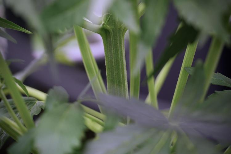 Amnesia Skunk The Zamnesia Way. Week 5 - Amnesia Skunk ready to flower 