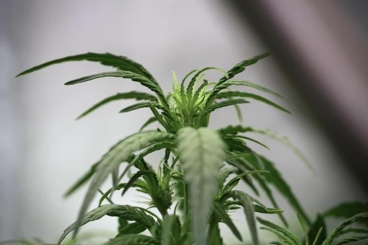 Amnesia Skunk The Zamnesia Way. Week 5 - Amnesia Skunk ready to flower 