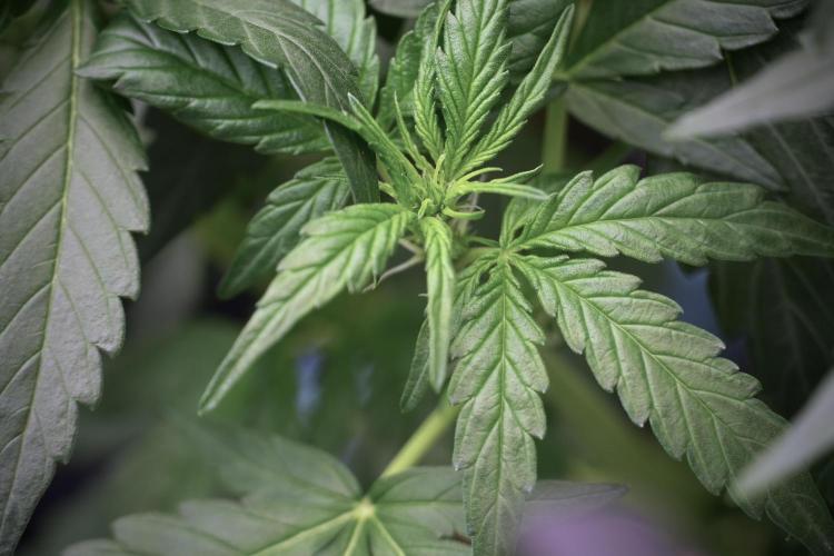 Amnesia Skunk The Zamnesia Way. Week 5 - Amnesia Skunk ready to flower 