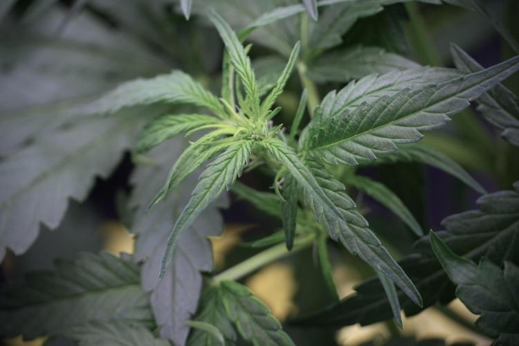 Amnesia Skunk The Zamnesia Way. Week 5 - Amnesia Skunk ready to flower 