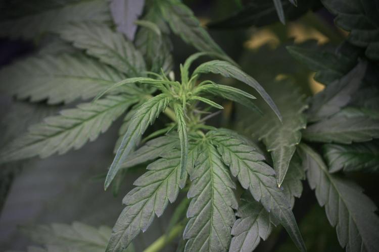 Amnesia Skunk The Zamnesia Way. Week 5 - Amnesia Skunk ready to flower 