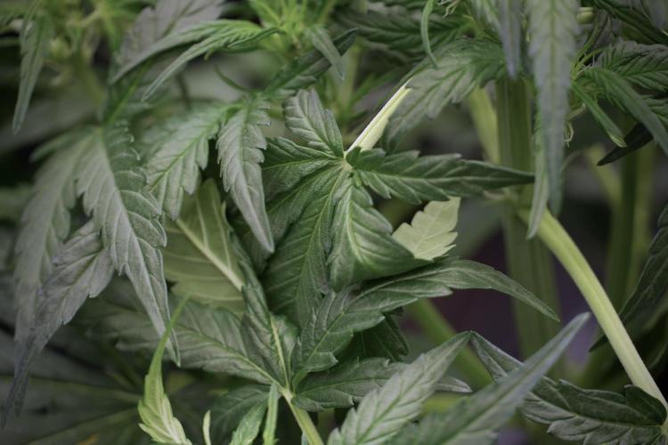 Amnesia Skunk The Zamnesia Way. Week 5 - Amnesia Skunk ready to flower 