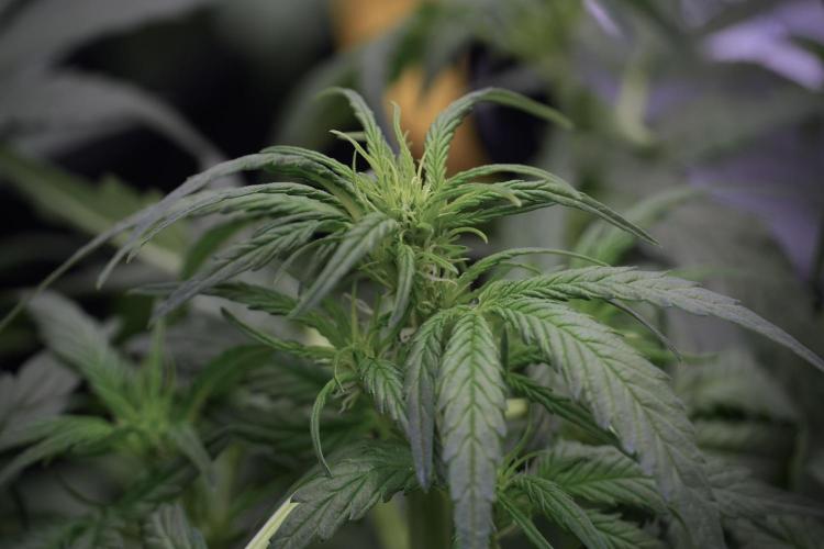 Amnesia Skunk The Zamnesia Way. Week 5 - Amnesia Skunk ready to flower 