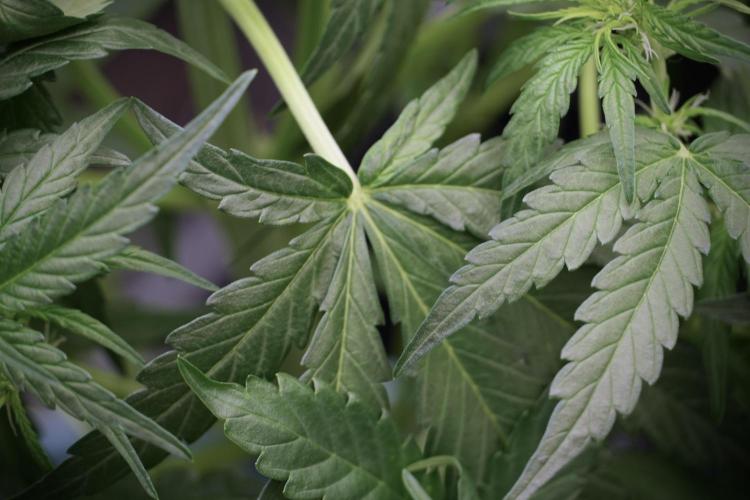 Amnesia Skunk The Zamnesia Way. Week 5 - Amnesia Skunk ready to flower 