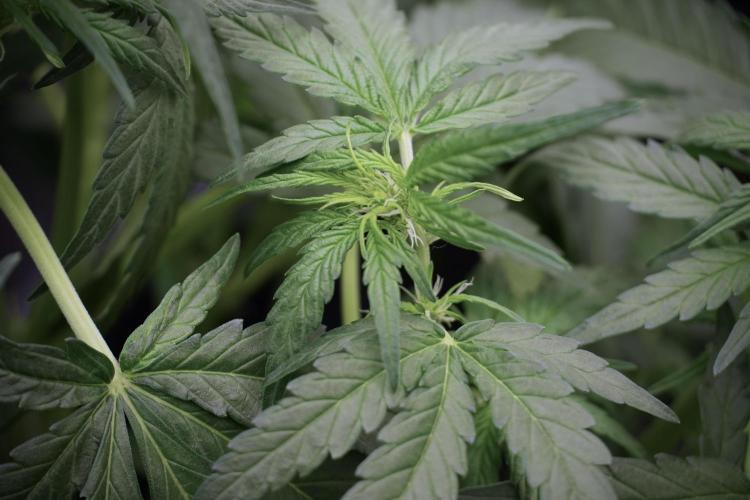 Amnesia Skunk The Zamnesia Way. Week 5 - Amnesia Skunk ready to flower 