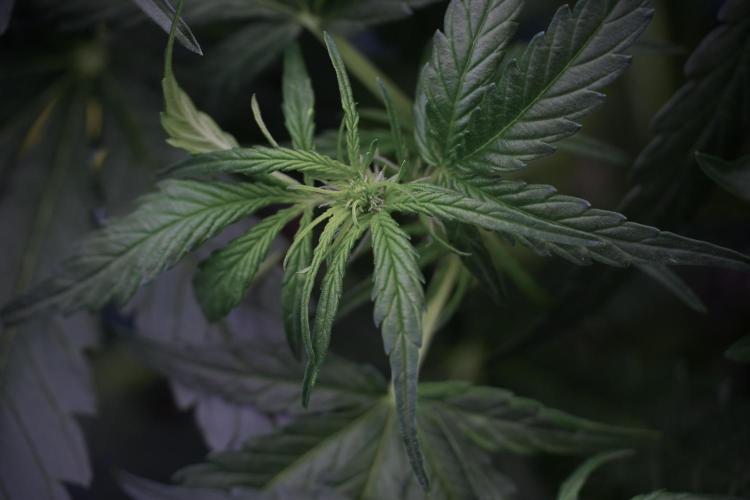 Amnesia Skunk The Zamnesia Way. Week 5 - Amnesia Skunk ready to flower 