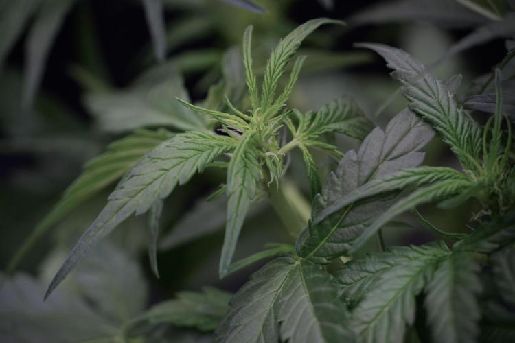 Amnesia Skunk The Zamnesia Way. Week 5 - Amnesia Skunk ready to flower 