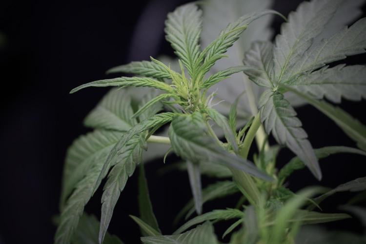 Amnesia Skunk The Zamnesia Way. Week 5 - Amnesia Skunk ready to flower 