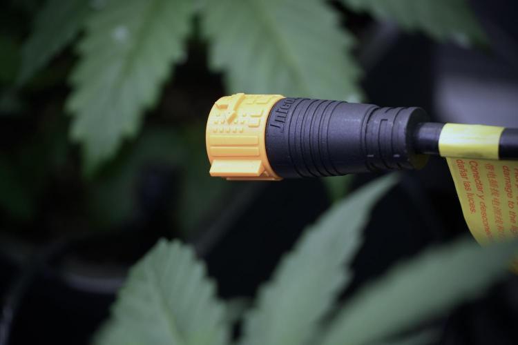 Amnesia Skunk The Zamnesia Way. Week 5 - conections