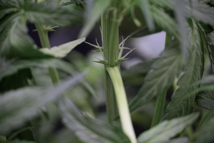 Amnesia Skunk The Zamnesia Way. Week 5 - Amnesia Skunk ready to flower 