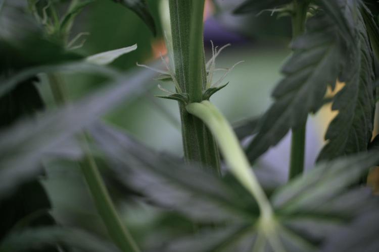 Amnesia Skunk The Zamnesia Way. Week 5 - Amnesia Skunk ready to flower 