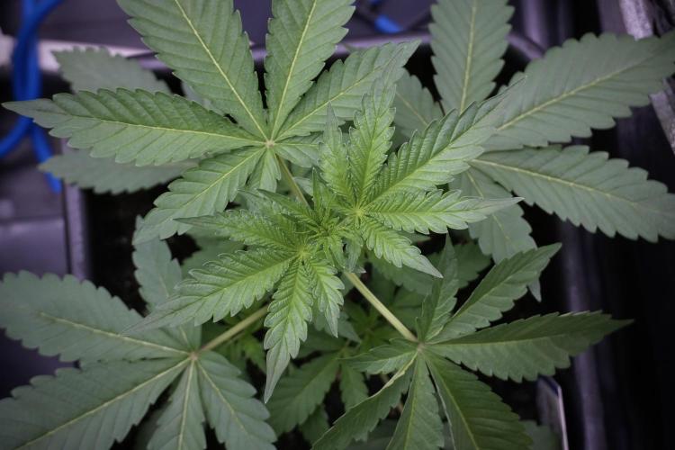 Catching The Ghost Train Haze @ Zamnesia. Week 5 - GTH 12/12 from seed Run 