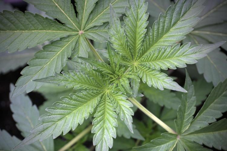 Catching The Ghost Train Haze @ Zamnesia. Week 5 - GTH 12/12 from seed Run 