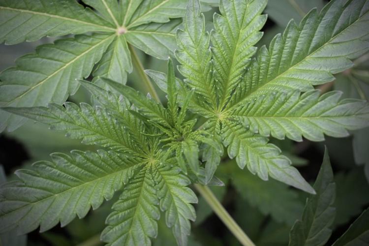 Catching The Ghost Train Haze @ Zamnesia. Week 5 - GTH 12/12 from seed Run 