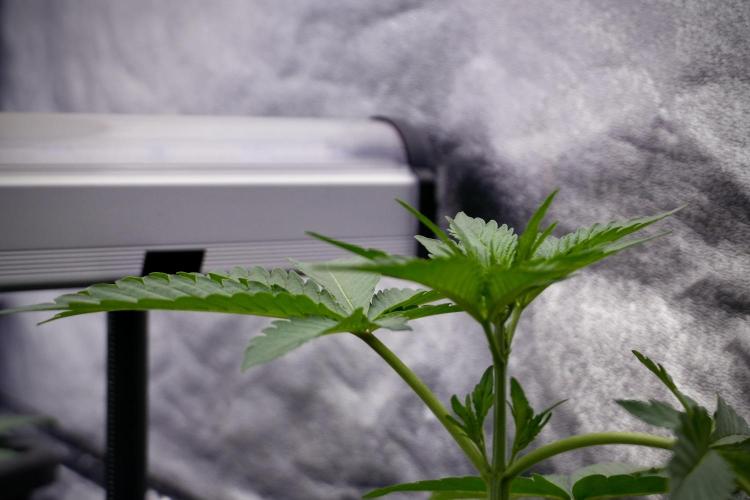 Catching The Ghost Train Haze @ Zamnesia. Week 5 - GTH 12/12 from seed Run 