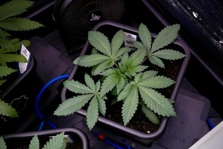 Catching The Ghost Train Haze @ Zamnesia. Week 5 - GTH 12/12 from seed Run 