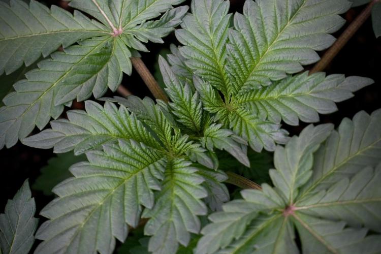 Catching The Ghost Train Haze @ Zamnesia. Week 5 - GTH 12/12 from seed Run 