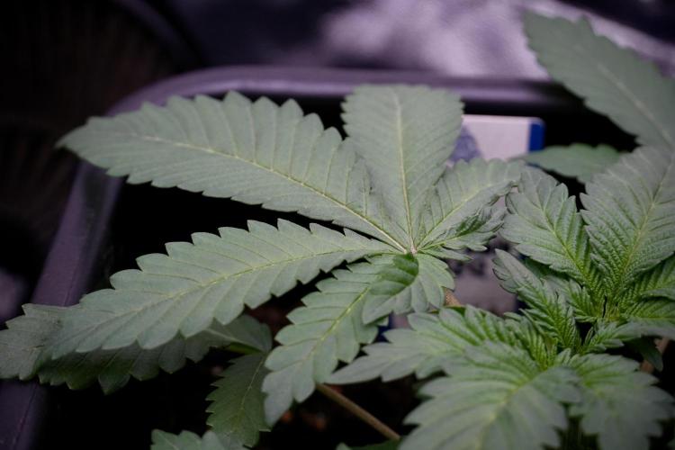 Catching The Ghost Train Haze @ Zamnesia. Week 5 - GTH 12/12 from seed Run 