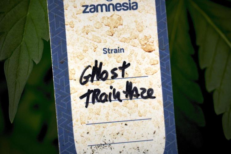 Catching The Ghost Train Haze @ Zamnesia. Week 5 - Ghost Train Haze 