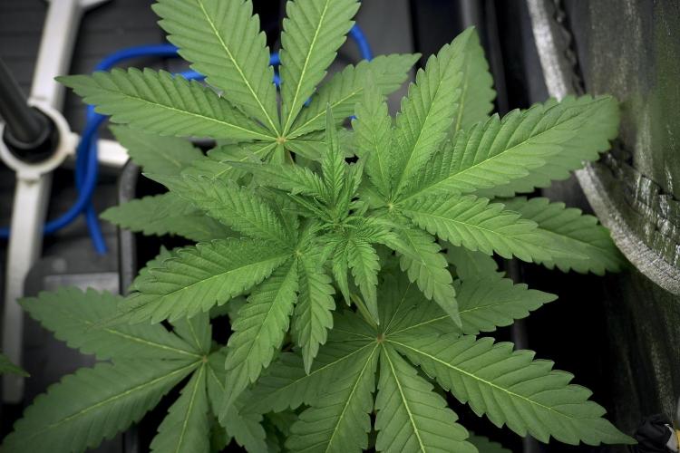 Catching The Ghost Train Haze @ Zamnesia. Week 5 - Ghost Train Haze 