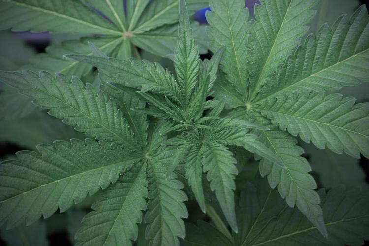 Catching The Ghost Train Haze @ Zamnesia. Week 5 - Ghost Train Haze 