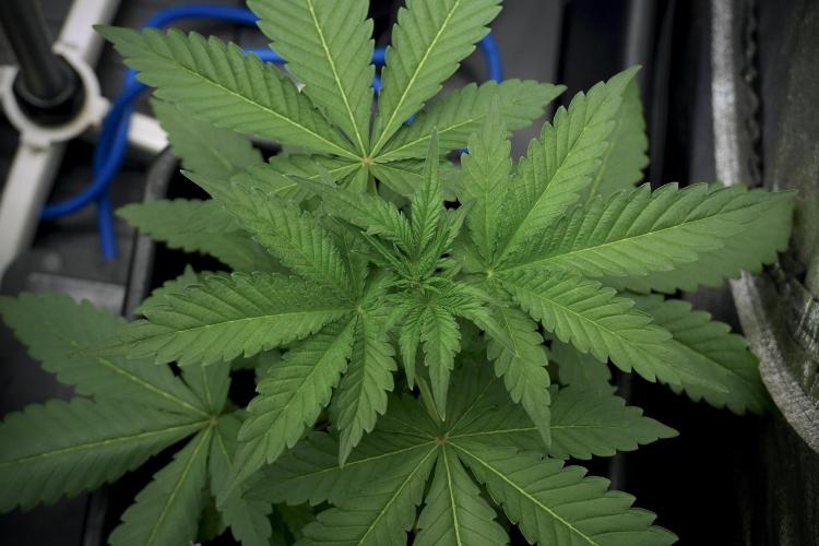 Catching The Ghost Train Haze @ Zamnesia. Week 5 - Ghost Train Haze 