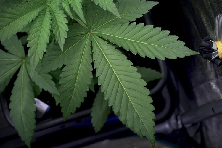 Catching The Ghost Train Haze @ Zamnesia. Week 5 - Ghost Train Haze 