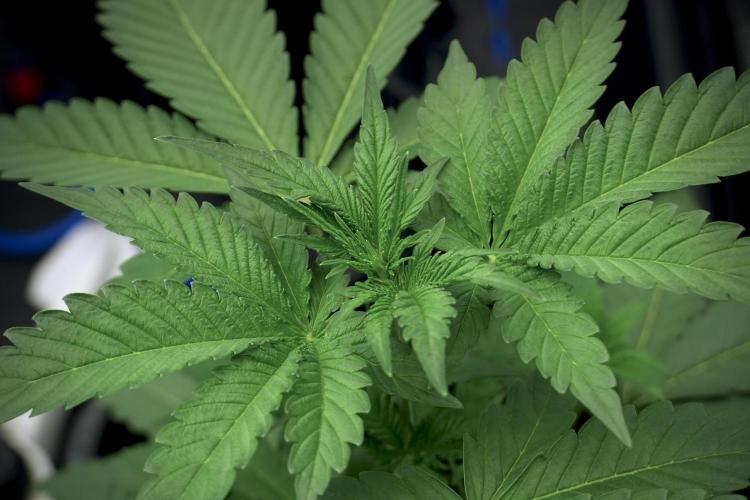 Catching The Ghost Train Haze @ Zamnesia. Week 5 - Ghost Train Haze 