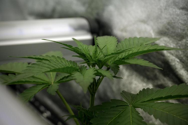 Catching The Ghost Train Haze @ Zamnesia. Week 5 - Ghost Train Haze 