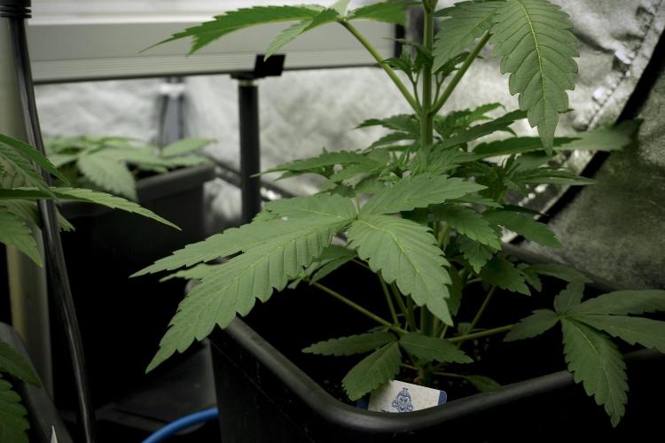 Catching The Ghost Train Haze @ Zamnesia. Week 5 - Ghost Train Haze 