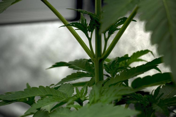 Catching The Ghost Train Haze @ Zamnesia. Week 5 - Ghost Train Haze 