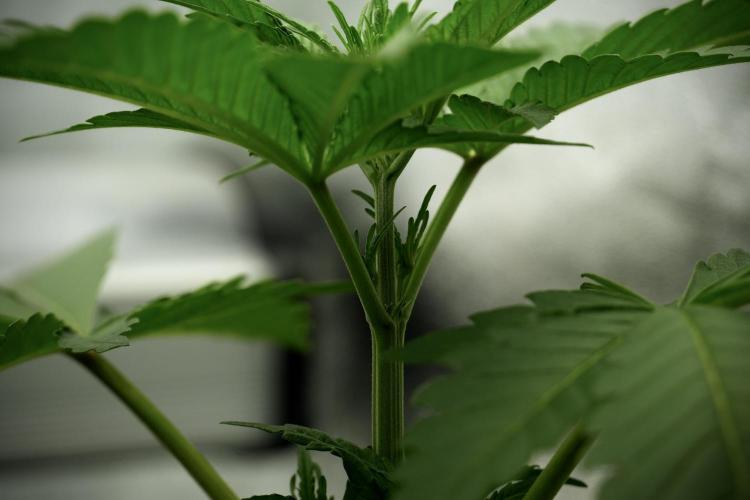 Catching The Ghost Train Haze @ Zamnesia. Week 5 - Ghost Train Haze 