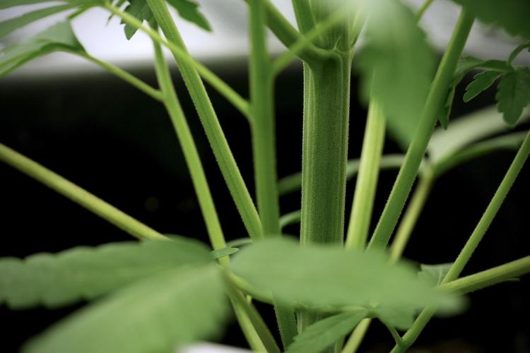 Catching The Ghost Train Haze @ Zamnesia. Week 5 - Ghost Train Haze 