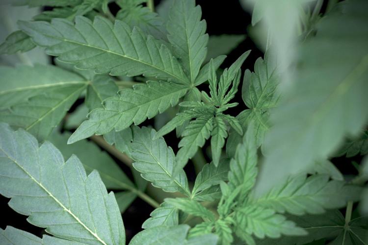 Catching The Ghost Train Haze @ Zamnesia. Week 5 - Ghost Train Haze 