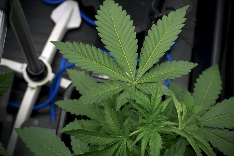 Catching The Ghost Train Haze @ Zamnesia. Week 5 - Ghost Train Haze 