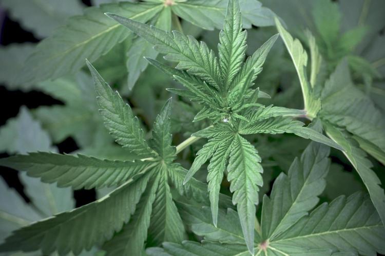 Catching The Ghost Train Haze @ Zamnesia. Week 5 - Ghost Train Haze 