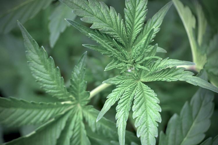 Catching The Ghost Train Haze @ Zamnesia. Week 5 - Ghost Train Haze 