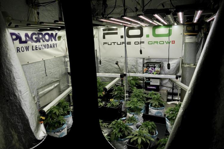 Catching The Ghost Train Haze @ Zamnesia. Week 5 - Room conditions and vibes 