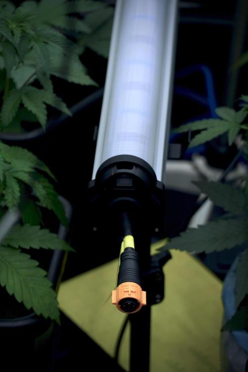 Catching The Ghost Train Haze @ Zamnesia. Week 5 - Room conditions and vibes 