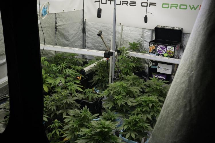 Catching The Ghost Train Haze @ Zamnesia. Week 5 - Room conditions and vibes 