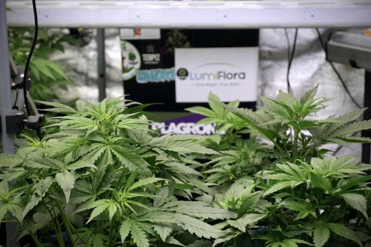 Catching The Ghost Train Haze @ Zamnesia. Week 5 - Room conditions and vibes 