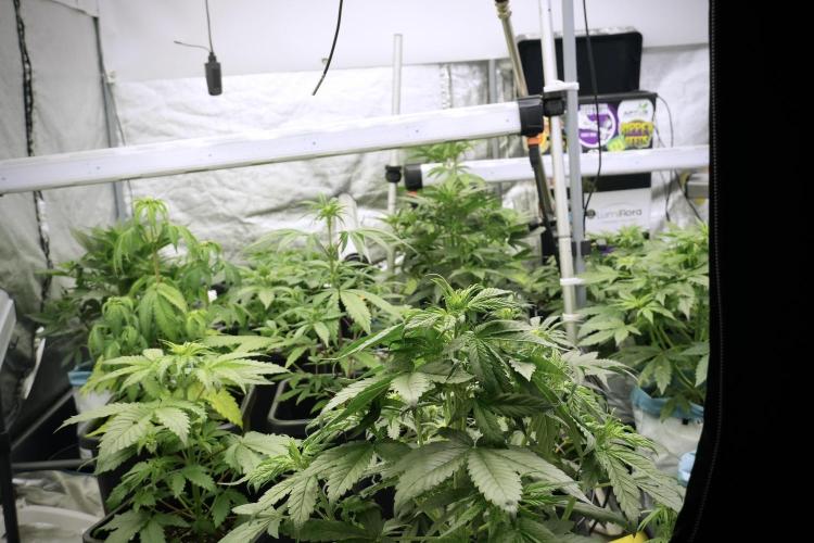 Catching The Ghost Train Haze @ Zamnesia. Week 5 - Room conditions and vibes 